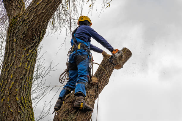 How Our Tree Care Process Works  in  Saylorville, IA